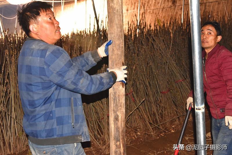 山西農(nóng)民大棚里種香椿，9分地種植70000苗，28元1斤，收入保密