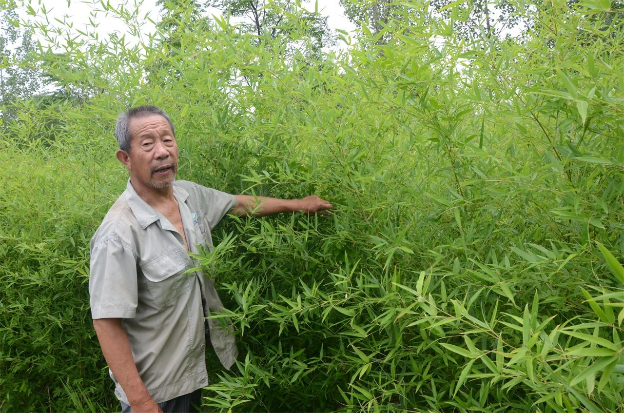 河南農村老人手工做掃帚，一把賣28塊錢，一年能做一千多把