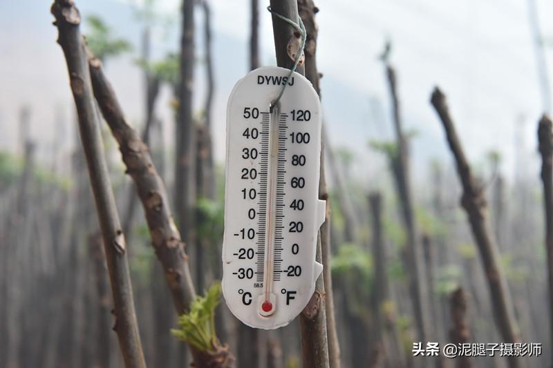 山西農(nóng)民大棚里種香椿，9分地種植70000苗，28元1斤，收入保密