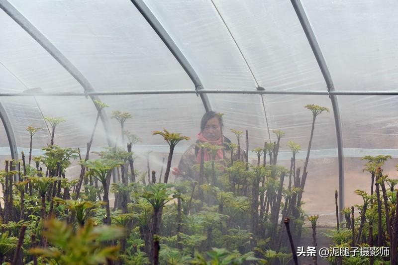 山西農(nóng)民大棚里種香椿，9分地種植70000苗，28元1斤，收入保密