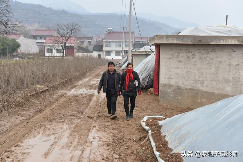 山西農(nóng)民大棚里種香椿，9分地種植70000苗，28元1斤，收入保密