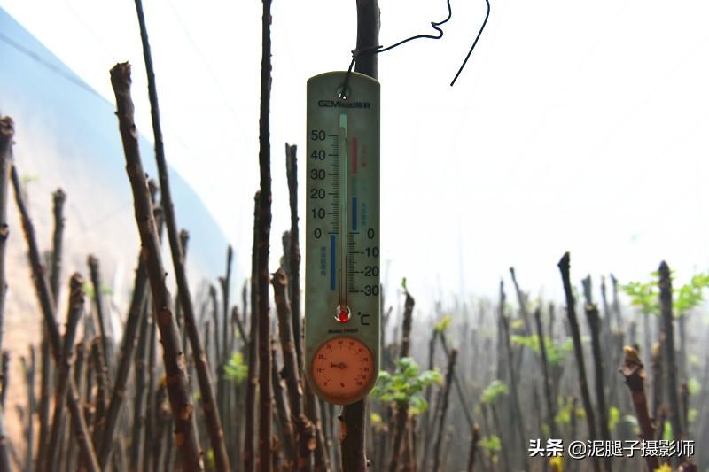 山西農(nóng)民大棚里種香椿，9分地種植70000苗，28元1斤，收入保密