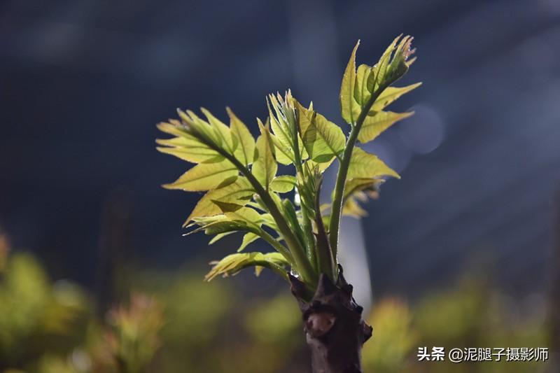 山西農(nóng)民大棚里種香椿，9分地種植70000苗，28元1斤，收入保密