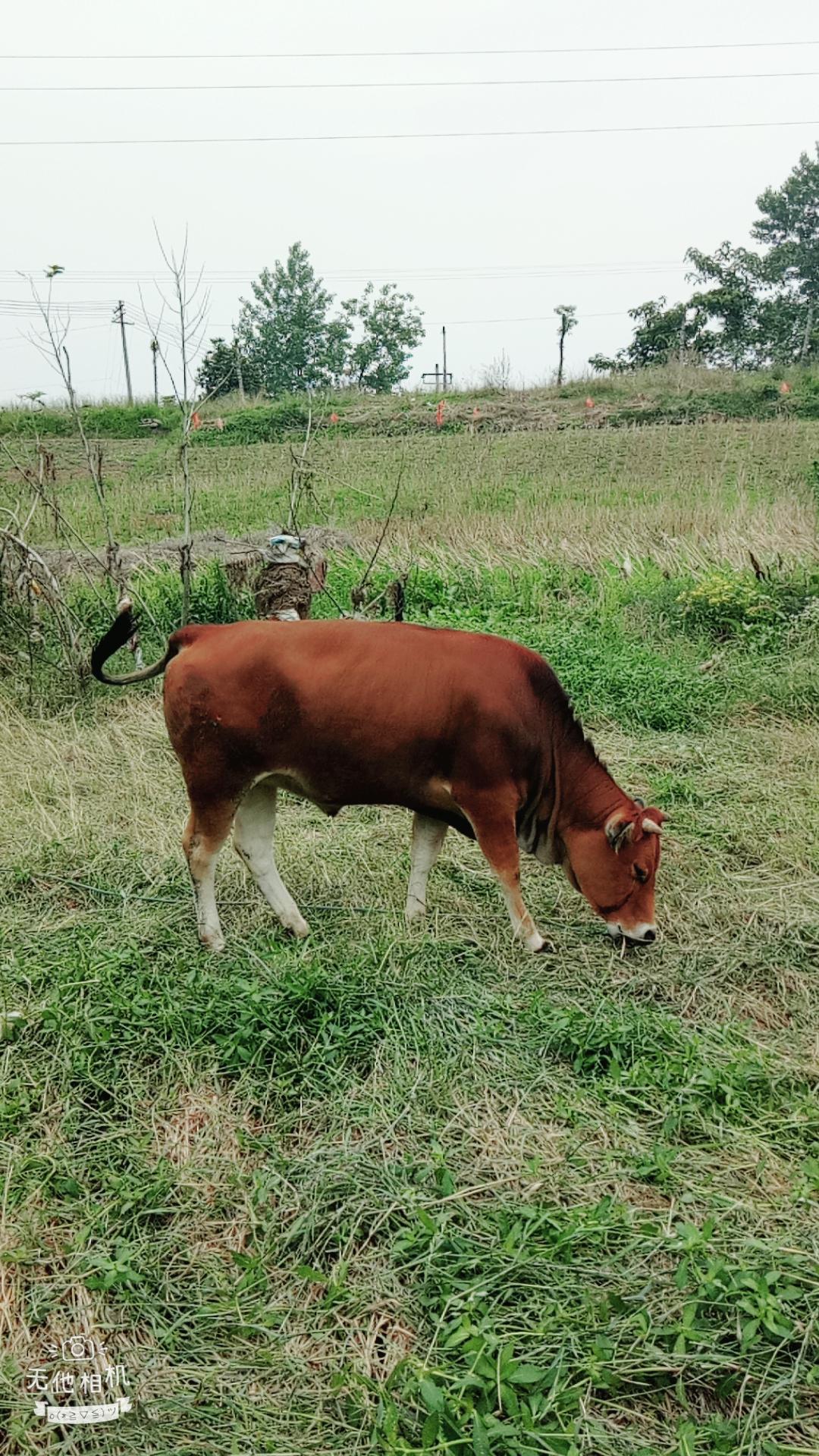 湖北宜都枝城赤溪河，長在河邊的抗癌藥草