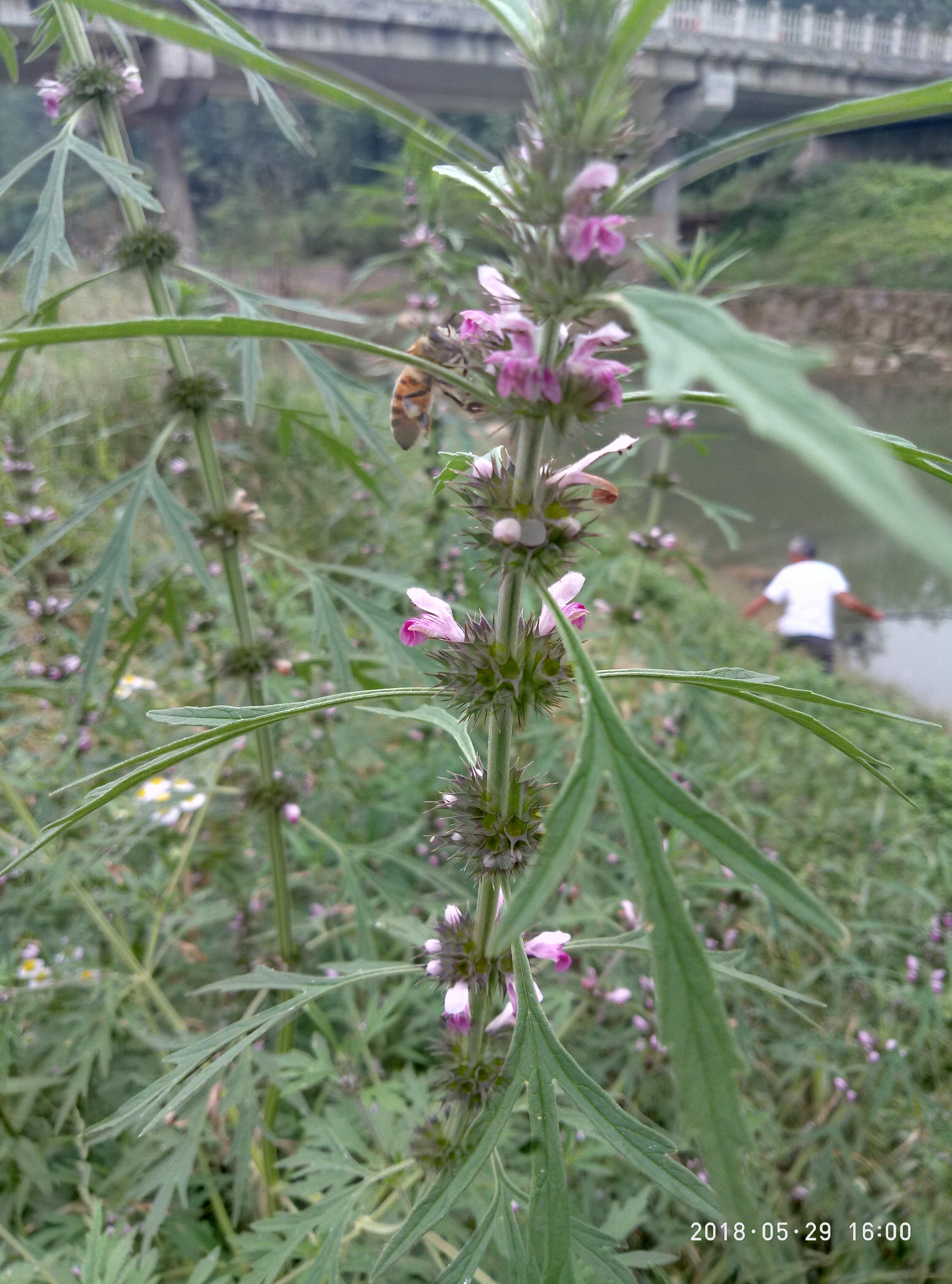 湖北宜都枝城赤溪河，長在河邊的抗癌藥草