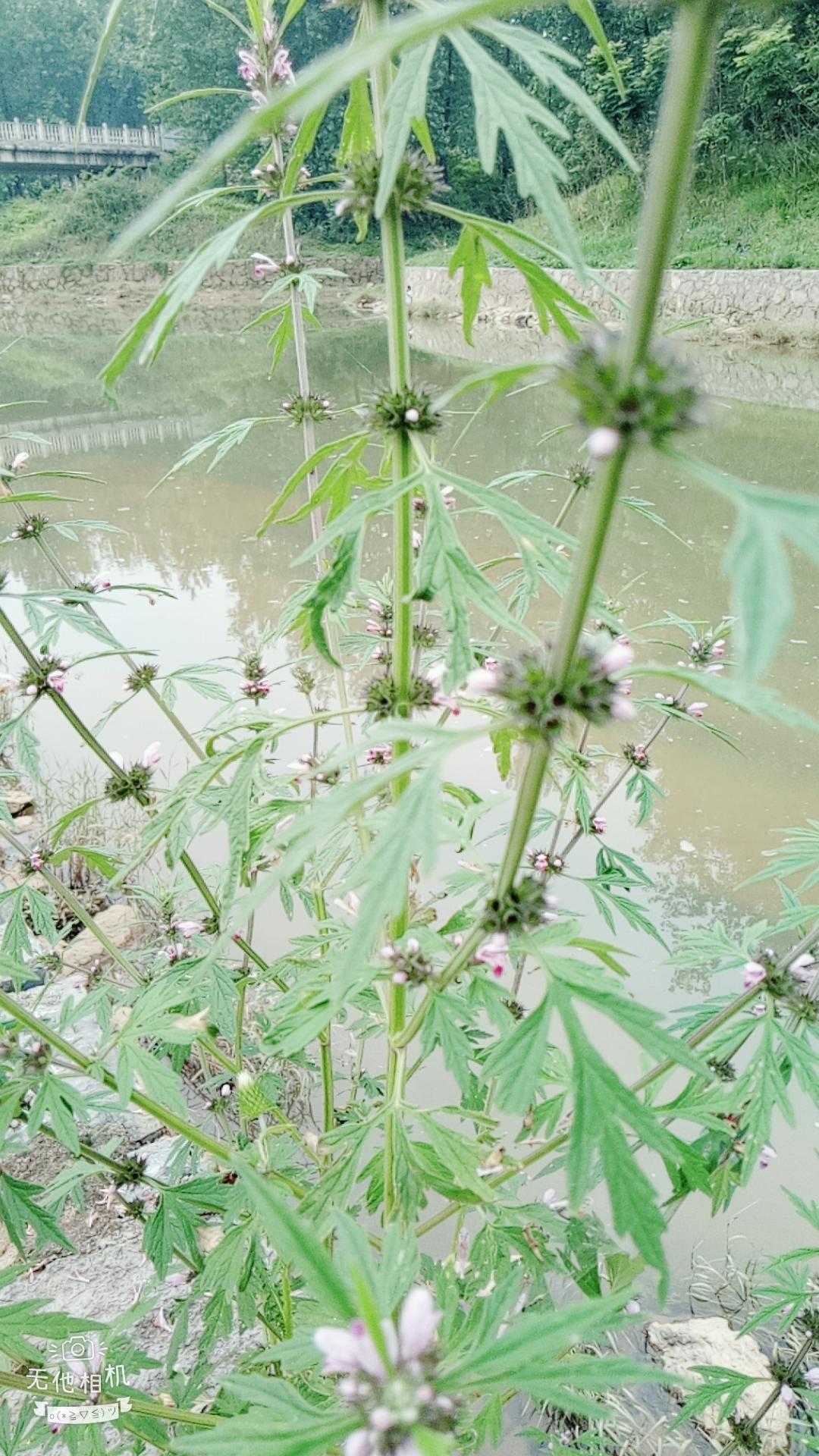 湖北宜都枝城赤溪河，長在河邊的抗癌藥草