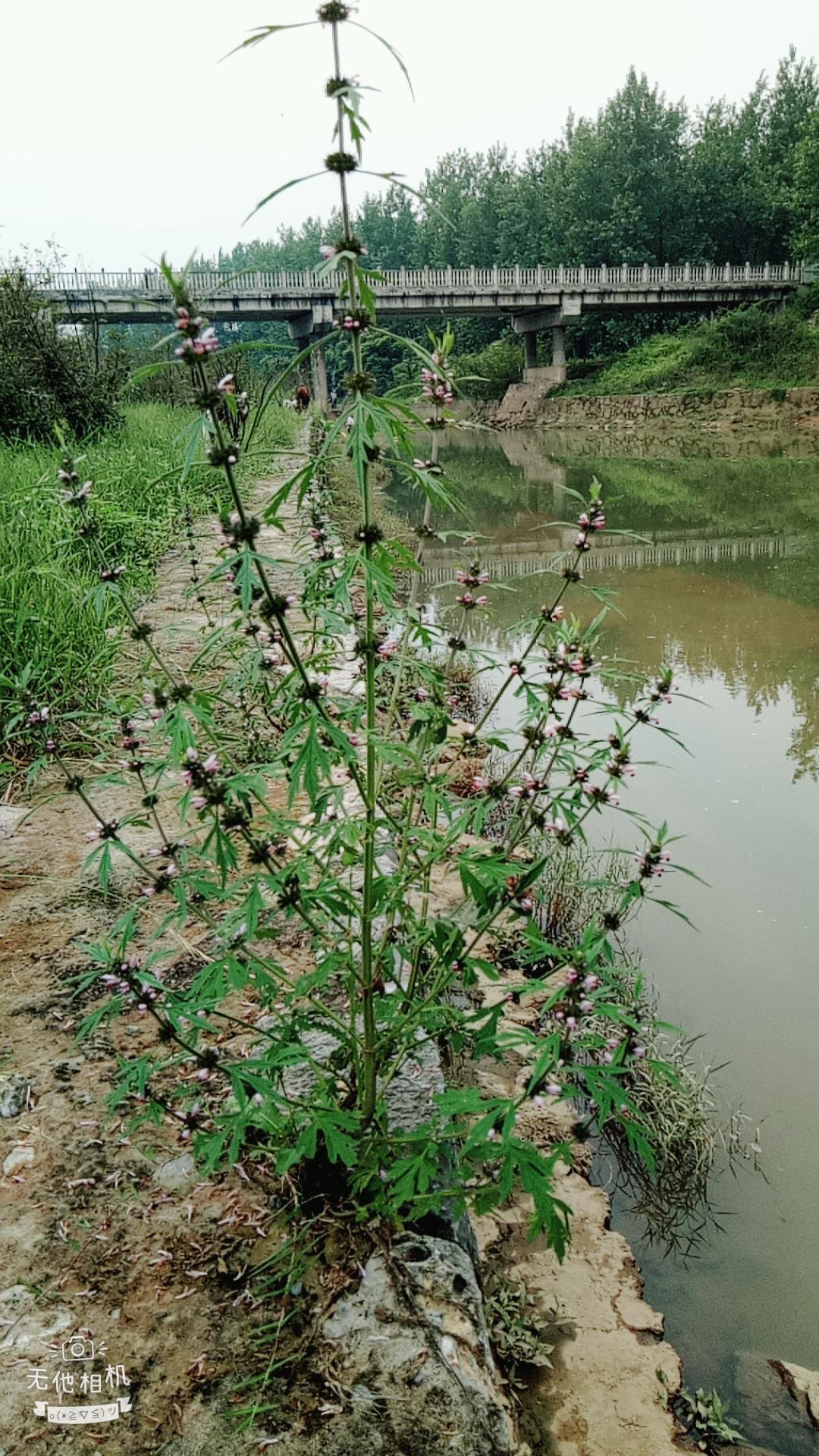 湖北宜都枝城赤溪河，長在河邊的抗癌藥草