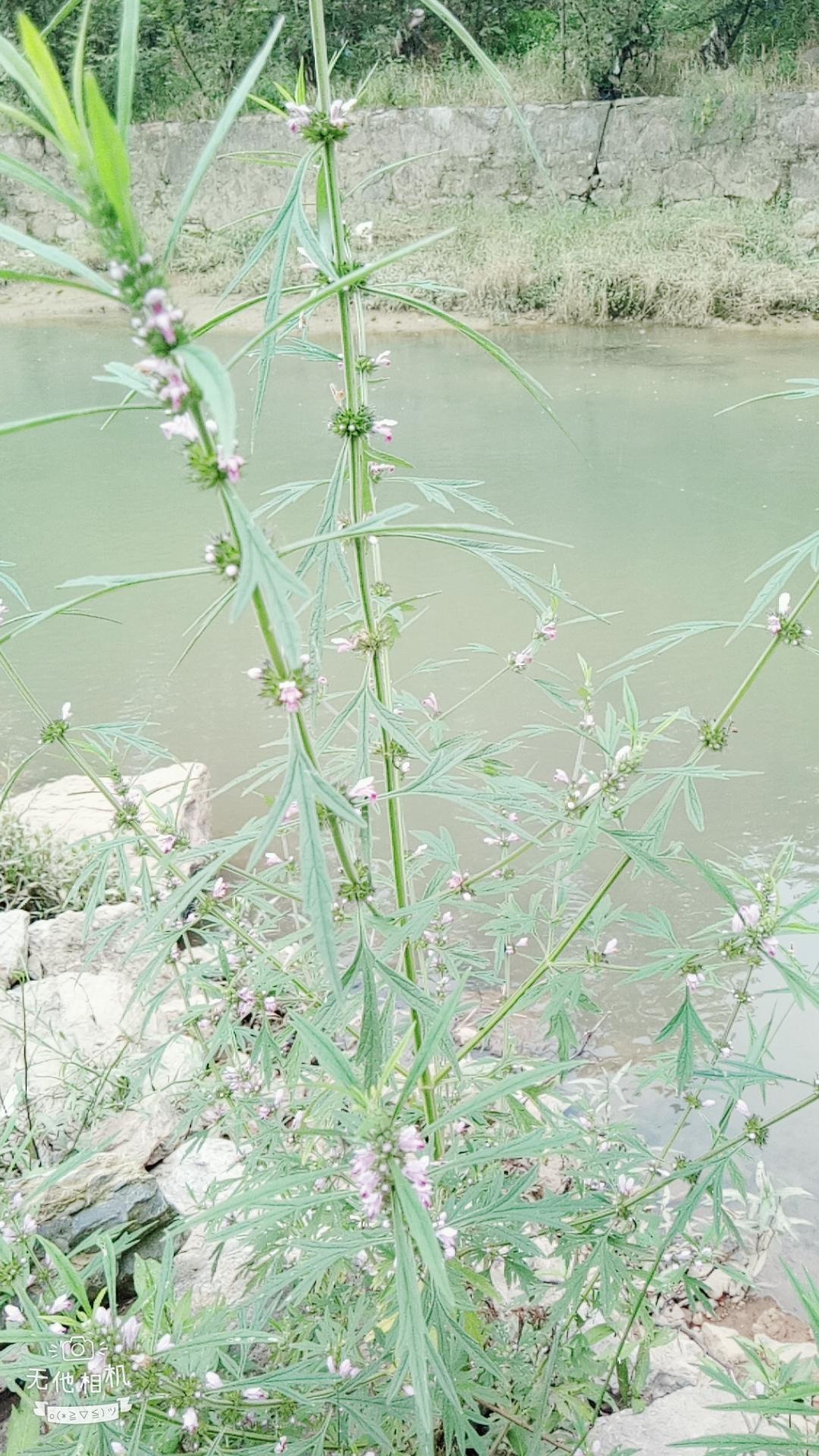 湖北宜都枝城赤溪河，長在河邊的抗癌藥草