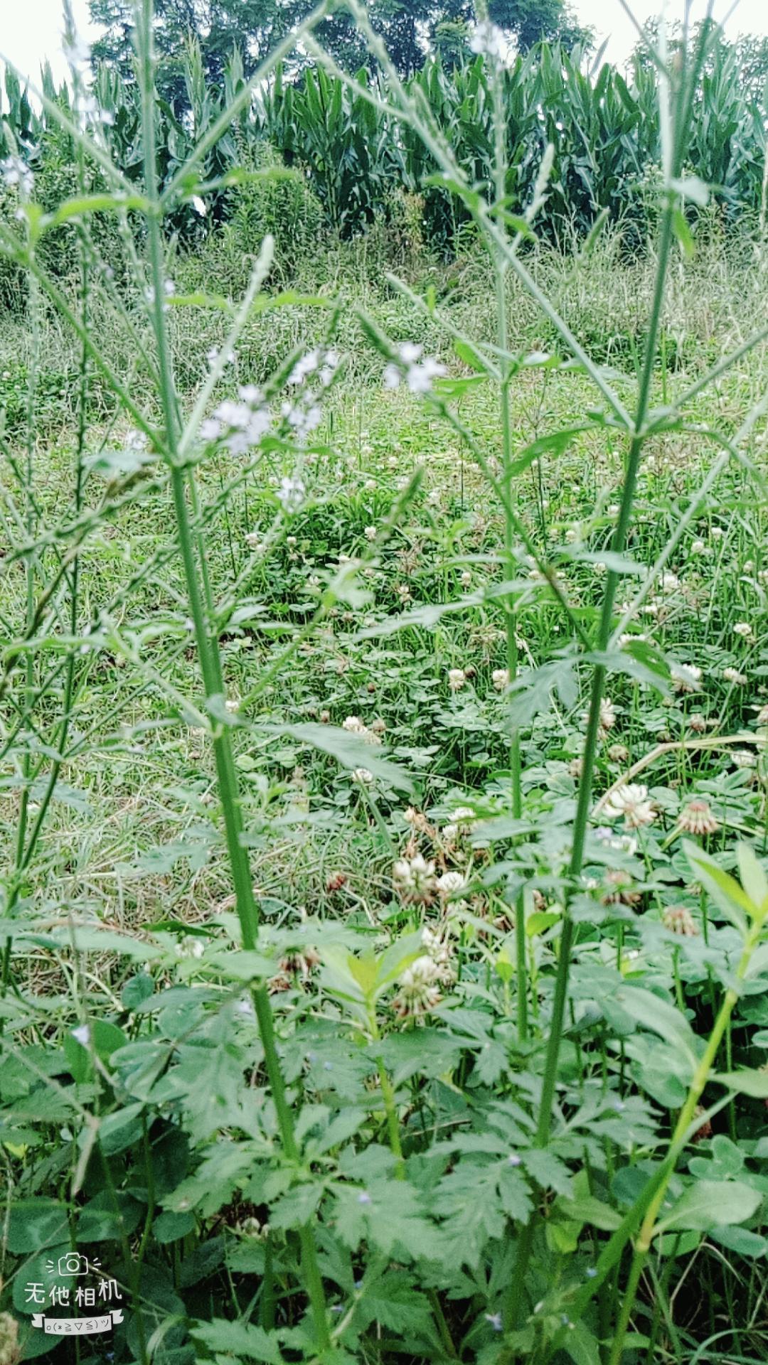 湖北宜都枝城赤溪河，長在河邊的抗癌藥草