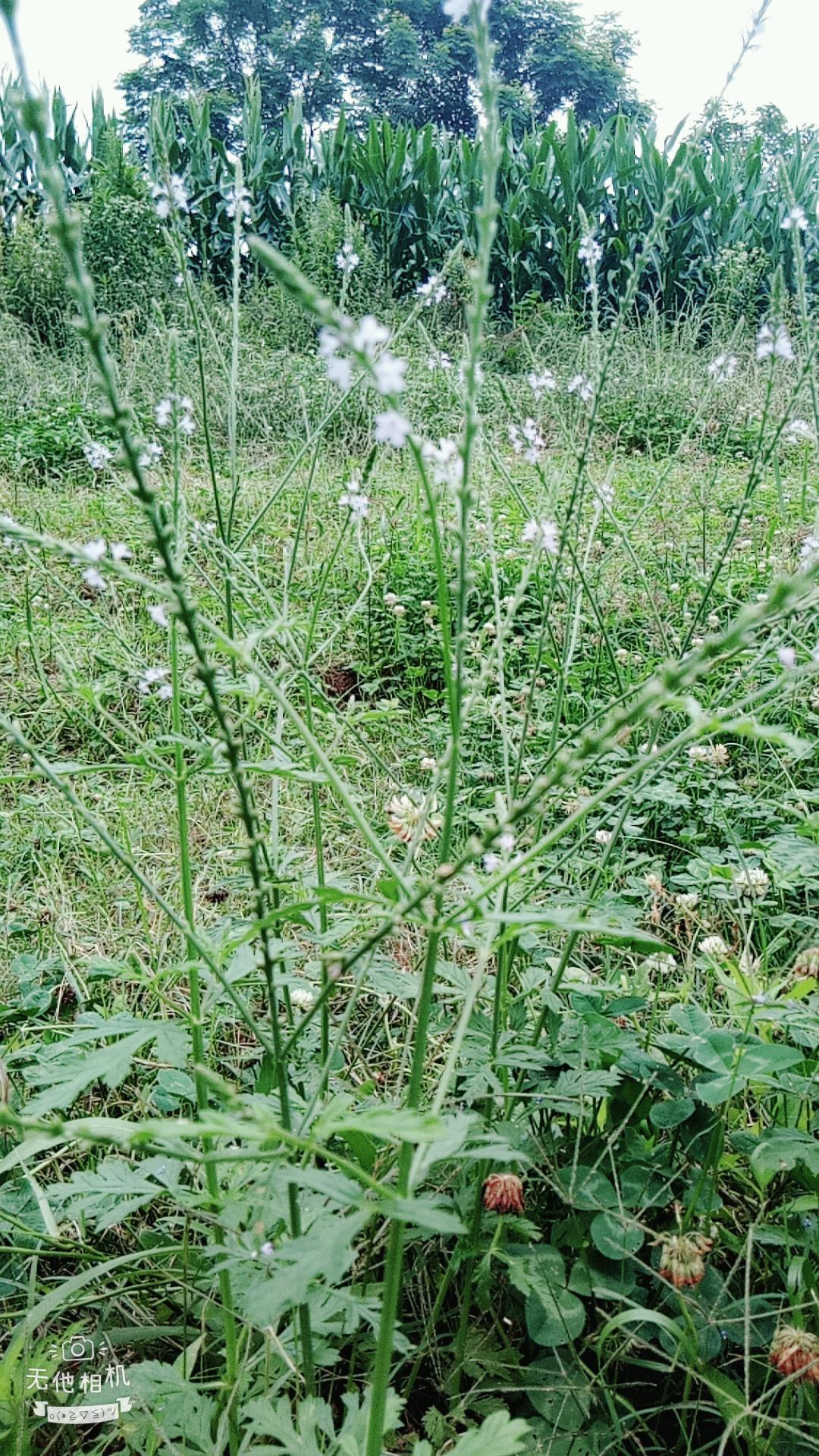湖北宜都枝城赤溪河，長在河邊的抗癌藥草