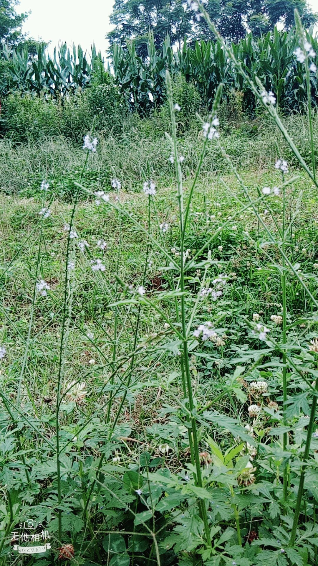 湖北宜都枝城赤溪河，長在河邊的抗癌藥草