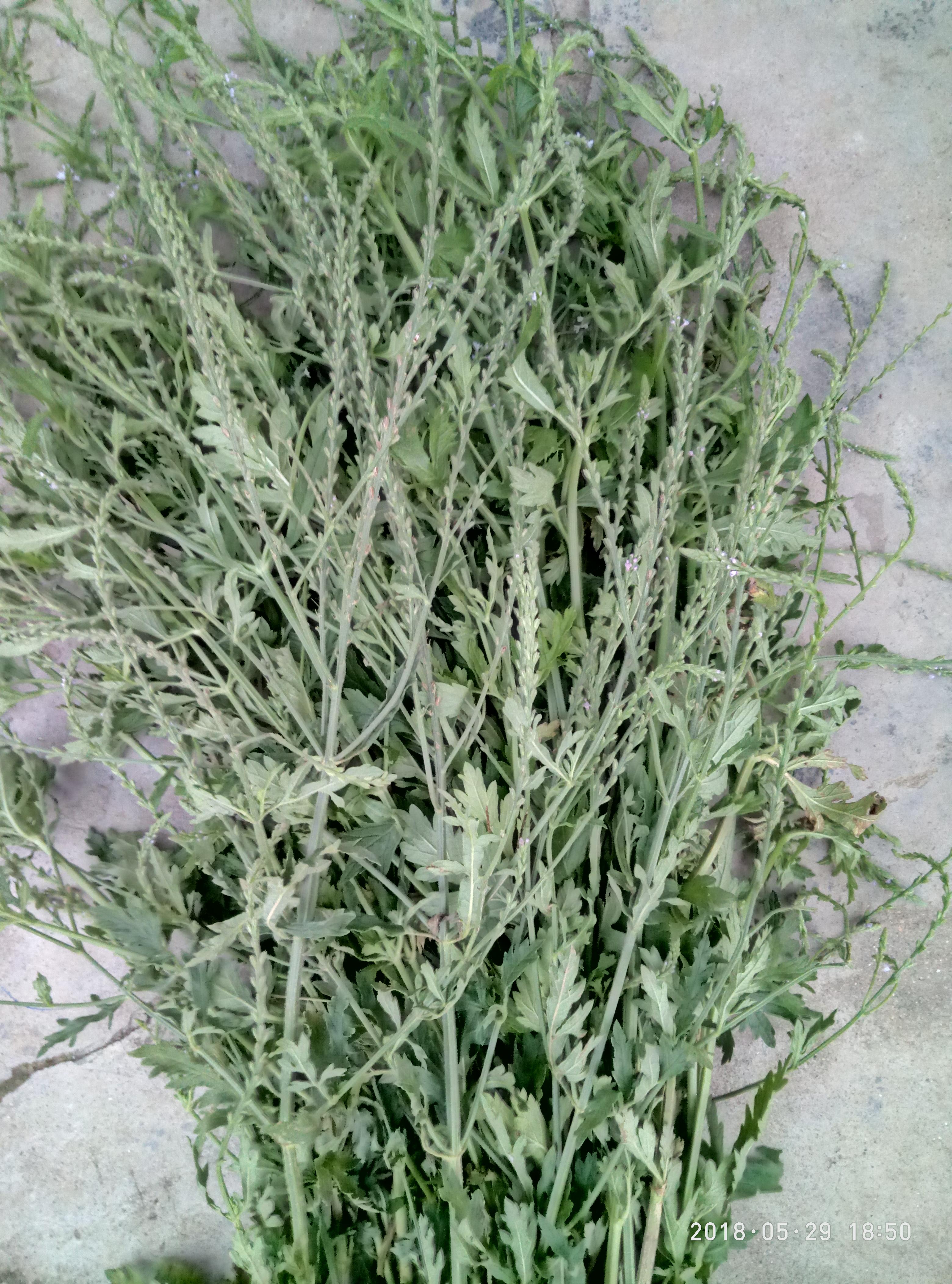 湖北宜都枝城赤溪河，長在河邊的抗癌藥草