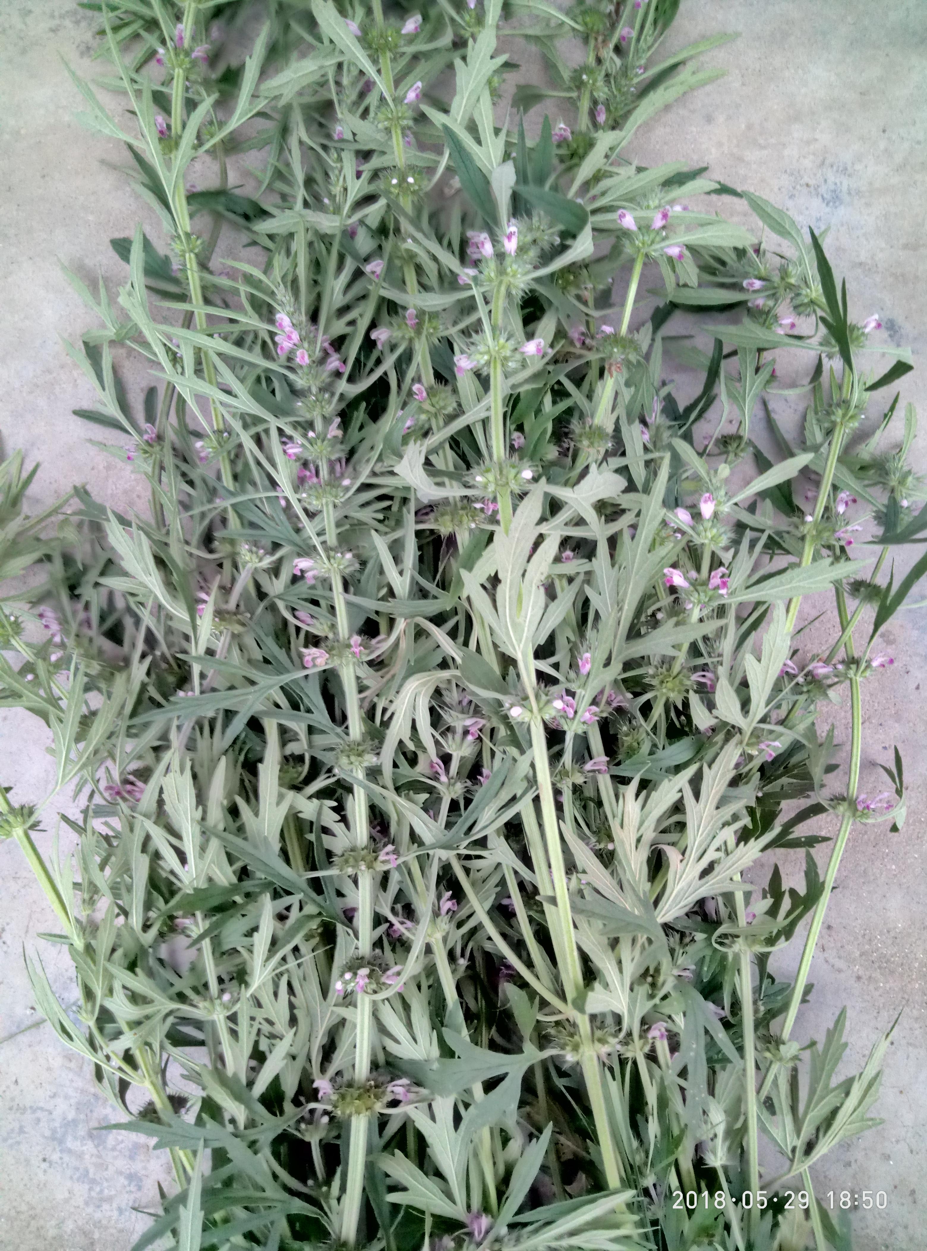 湖北宜都枝城赤溪河，長在河邊的抗癌藥草