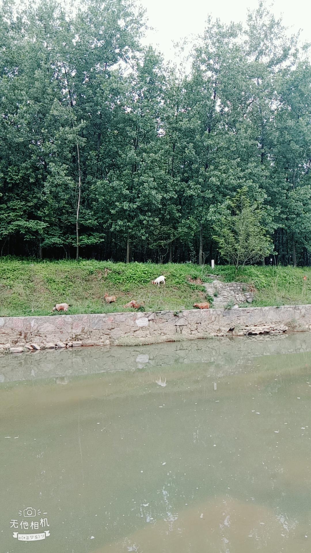 湖北宜都枝城赤溪河，長在河邊的抗癌藥草