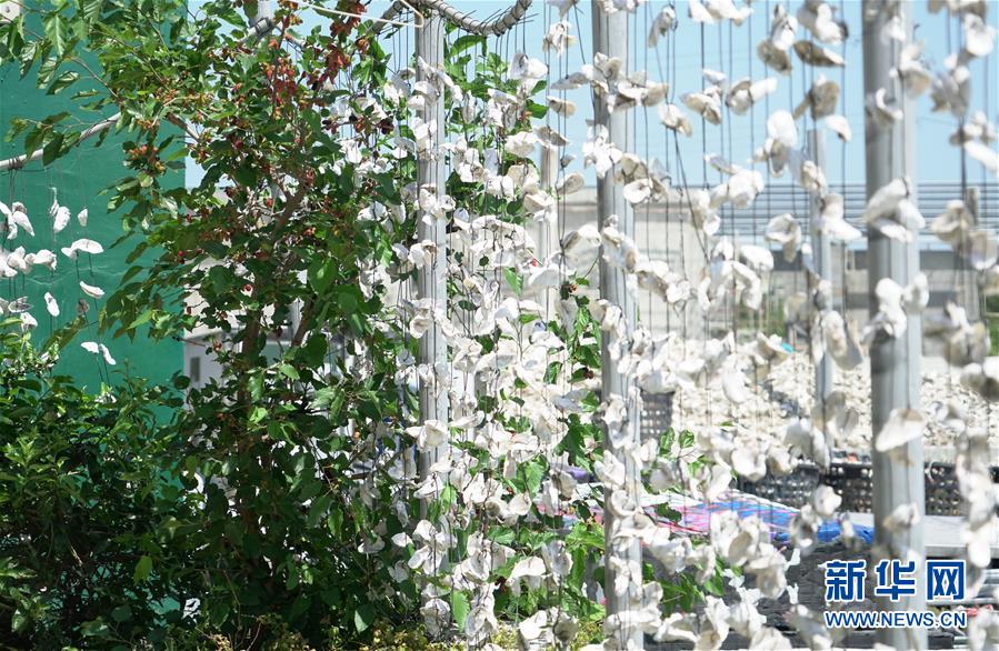 骨肉天親同枝連——兩岸“東石”同名村探“緣”