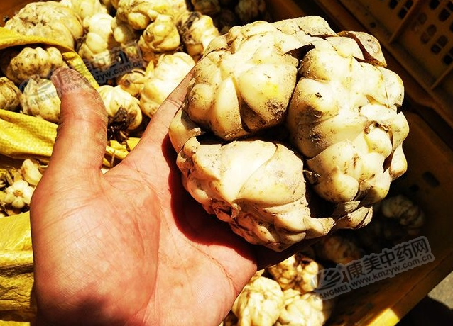 龍牙百合產(chǎn)新開始，湖南當(dāng)?shù)剞r(nóng)戶迎來了采挖熱潮