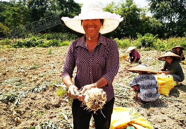 龍牙百合產(chǎn)新開始，湖南當(dāng)?shù)剞r(nóng)戶迎來了采挖熱潮