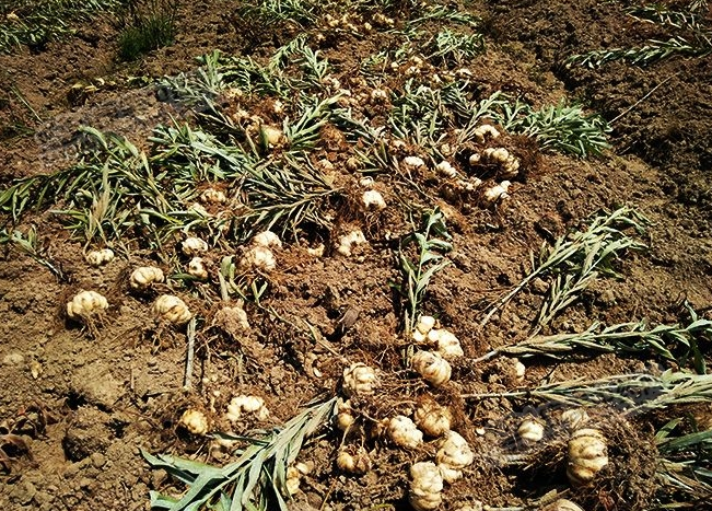 龍牙百合產(chǎn)新開始，湖南當(dāng)?shù)剞r(nóng)戶迎來了采挖熱潮