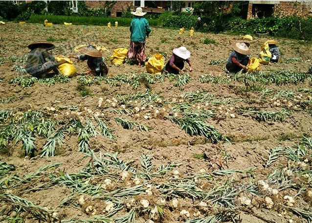 龍牙百合產(chǎn)新開始，湖南當(dāng)?shù)剞r(nóng)戶迎來了采挖熱潮