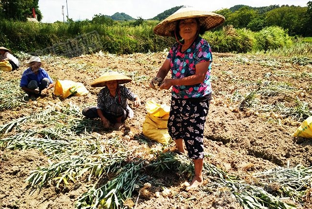 龍牙百合產(chǎn)新開始，湖南當(dāng)?shù)剞r(nóng)戶迎來了采挖熱潮
