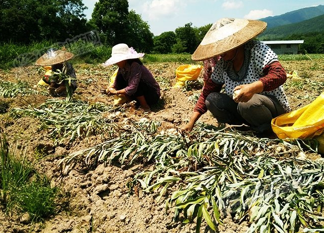 龍牙百合產(chǎn)新開始，湖南當(dāng)?shù)剞r(nóng)戶迎來了采挖熱潮