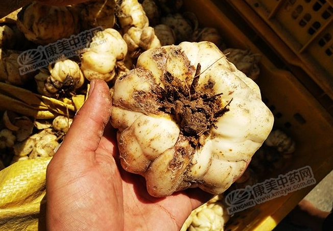 龍牙百合產(chǎn)新開始，湖南當(dāng)?shù)剞r(nóng)戶迎來了采挖熱潮