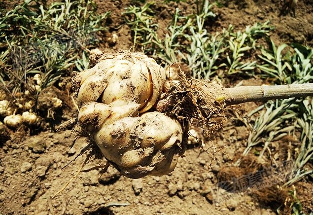 龍牙百合產(chǎn)新開始，湖南當(dāng)?shù)剞r(nóng)戶迎來了采挖熱潮