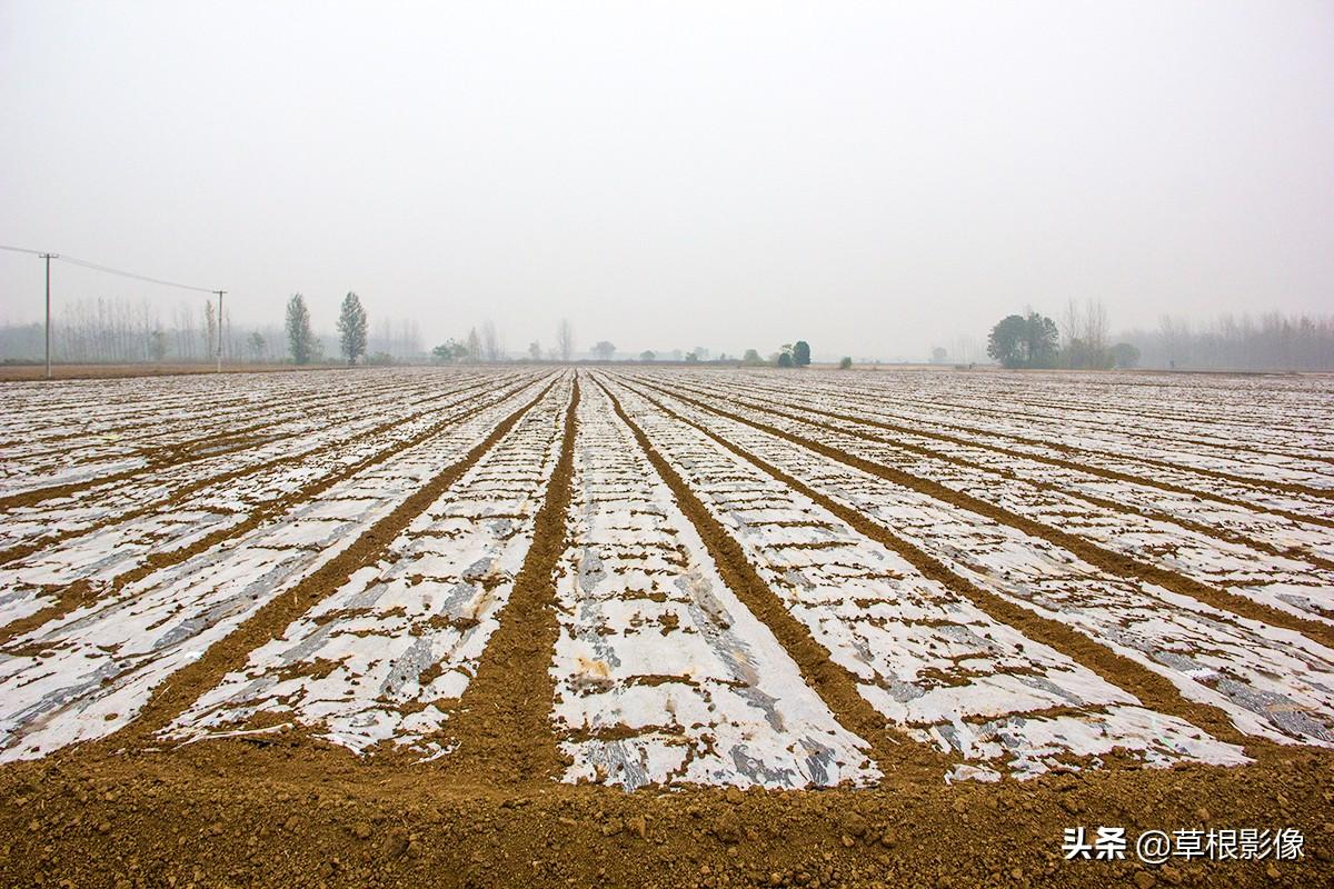 江蘇人到安徽種藥材，年盈利300多萬(wàn)：有人聽(tīng)起來(lái)像笑話