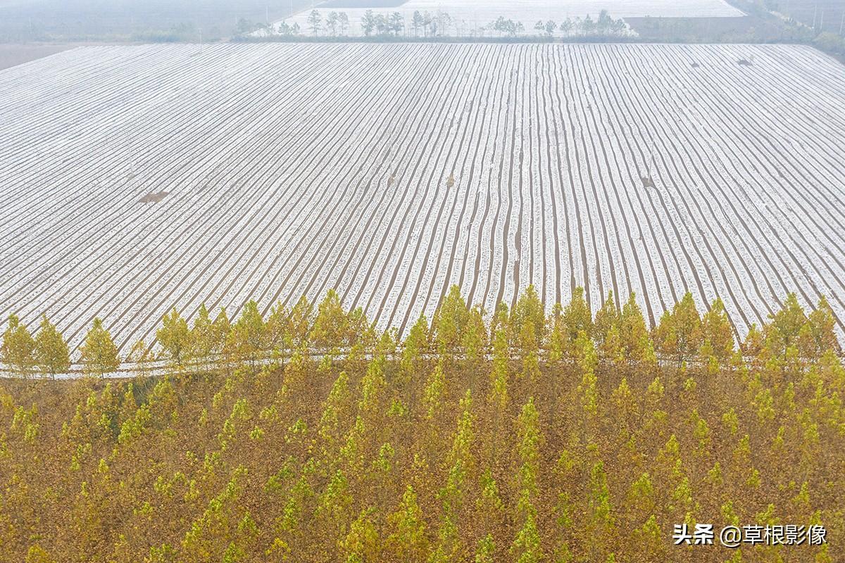 江蘇人到安徽種藥材，年盈利300多萬(wàn)：有人聽(tīng)起來(lái)像笑話