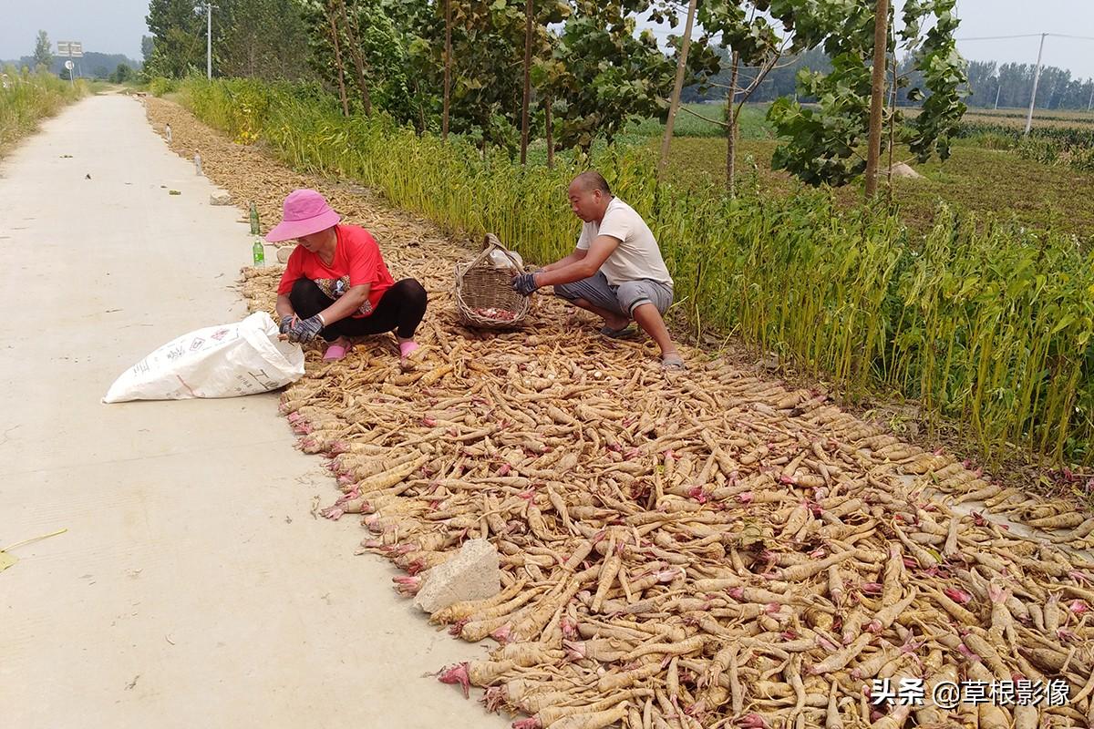 江蘇人到安徽種藥材，年盈利300多萬(wàn)：有人聽(tīng)起來(lái)像笑話
