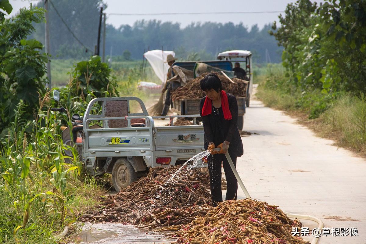 江蘇人到安徽種藥材，年盈利300多萬(wàn)：有人聽(tīng)起來(lái)像笑話