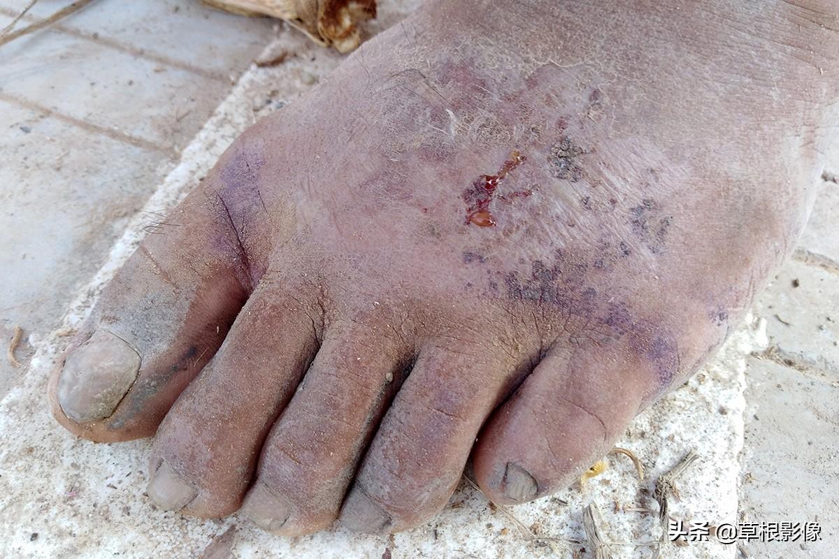 江蘇人到安徽種藥材，年盈利300多萬(wàn)：有人聽(tīng)起來(lái)像笑話